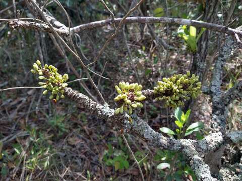 Sivun Erythroxylum tortuosum Mart. kuva