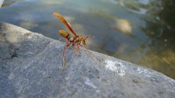 Image of <i>Polistes <i>carnifex</i></i> carnifex