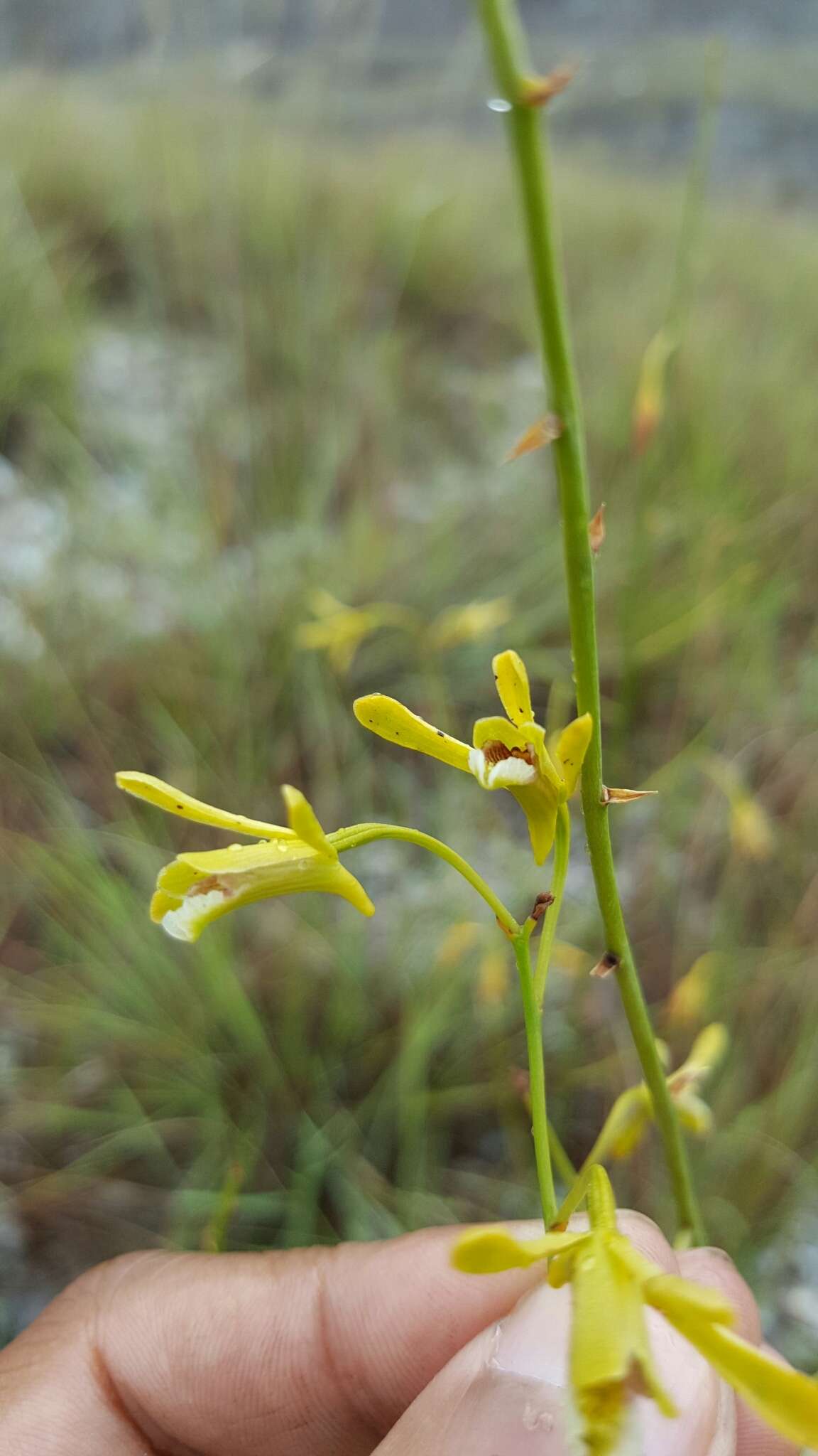 Image de Eulophia ramosa Ridl.