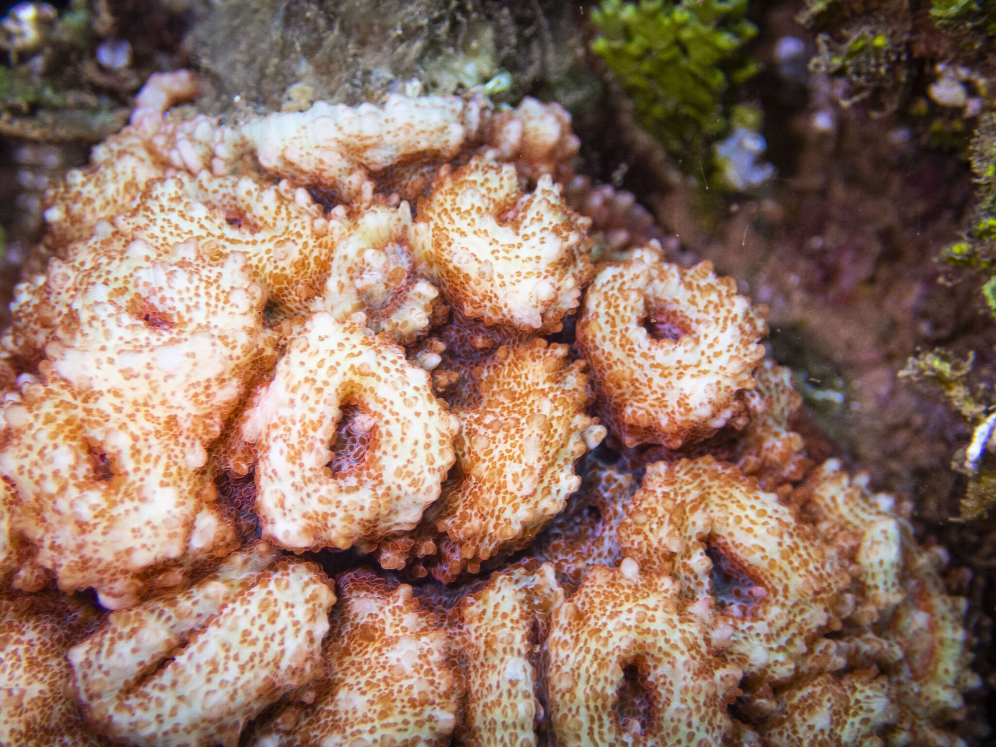 Image of Flat Lettuce Coral