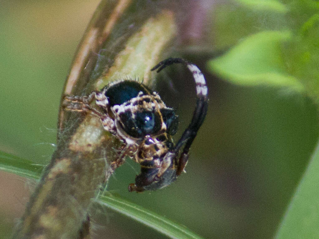 Image of Tessarecphora arachnoides Thomson 1857