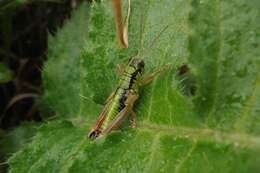 Pseudopodisma fieberi (Scudder & S. H. 1897) resmi