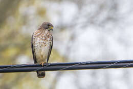 Plancia ëd Buteo platypterus (Vieillot 1823)