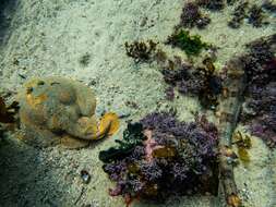 Image of Cape Numbfish