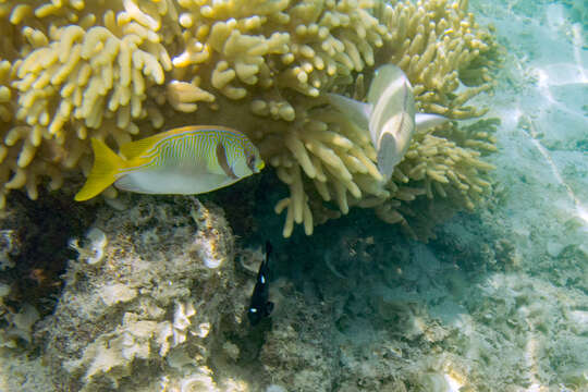 Image of Barred rabbitfish