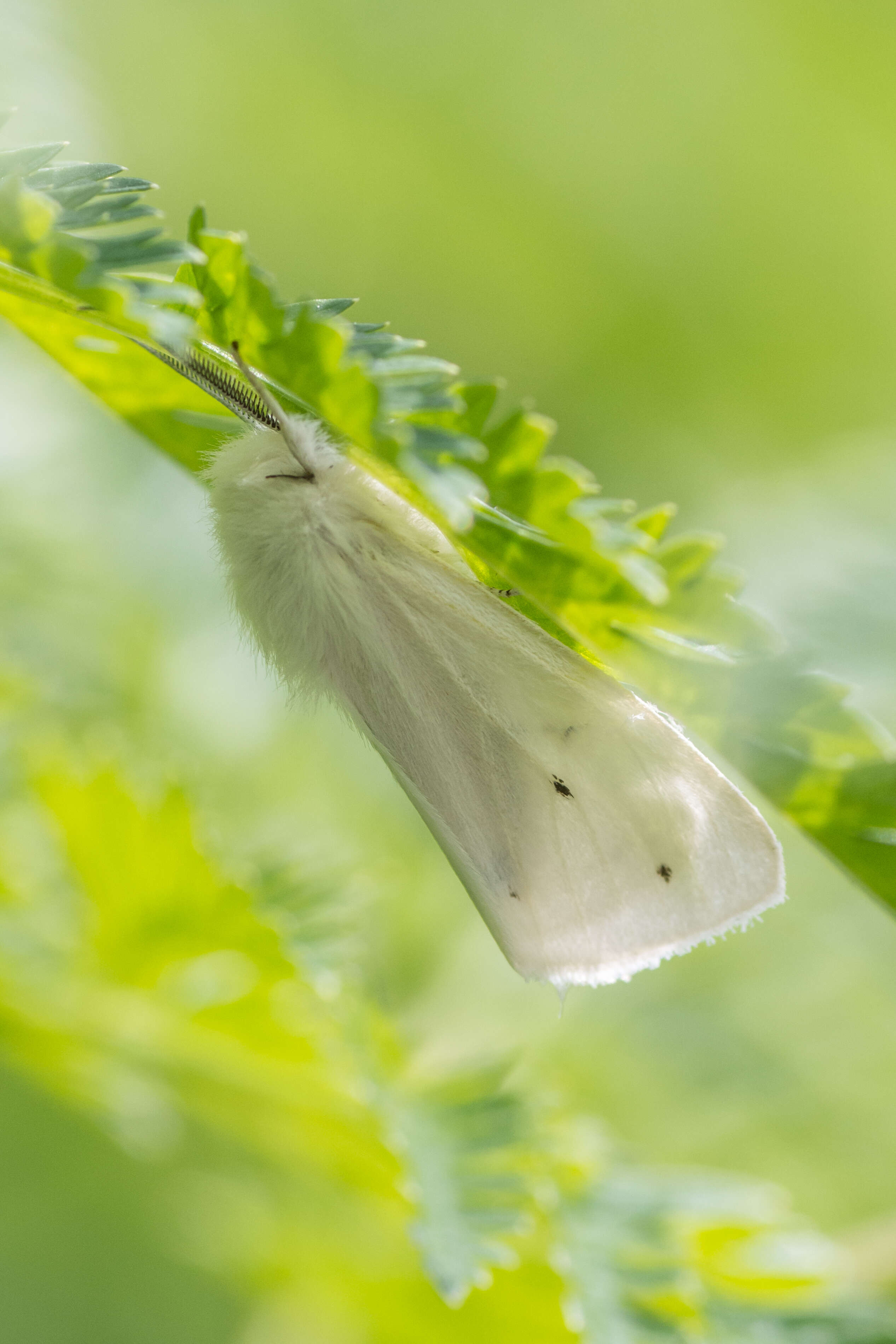 Imagem de Spilosoma virginica Fabricius 1798