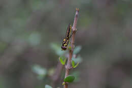 Image of <i>Allograpta ropala</i>