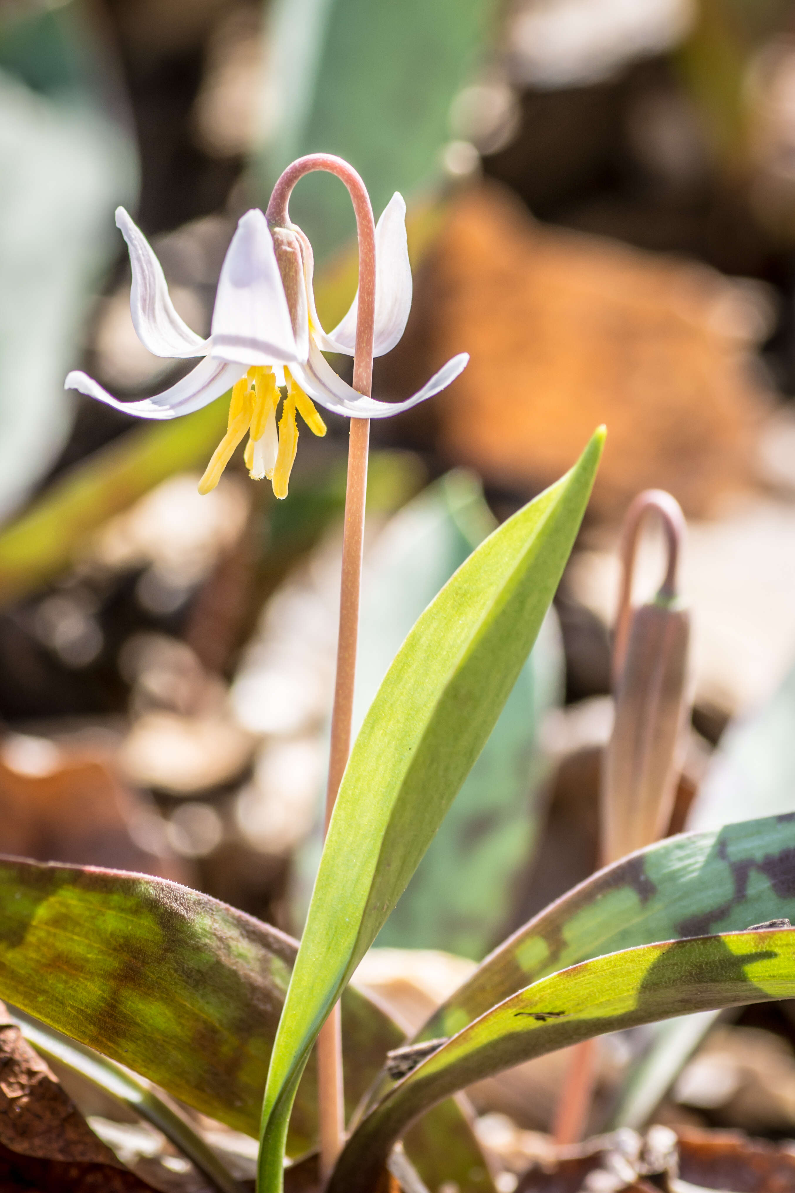 Image of white fawnlily