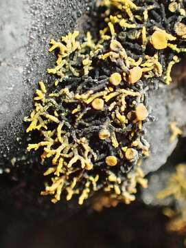 Image of coral orange lichen