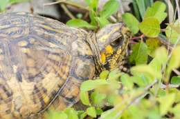 Image of Eastern box turtle