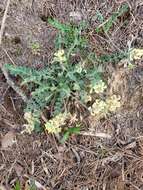 Imagem de Astragalus villosus Michx.