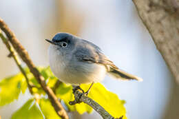 Image of gnatcatchers