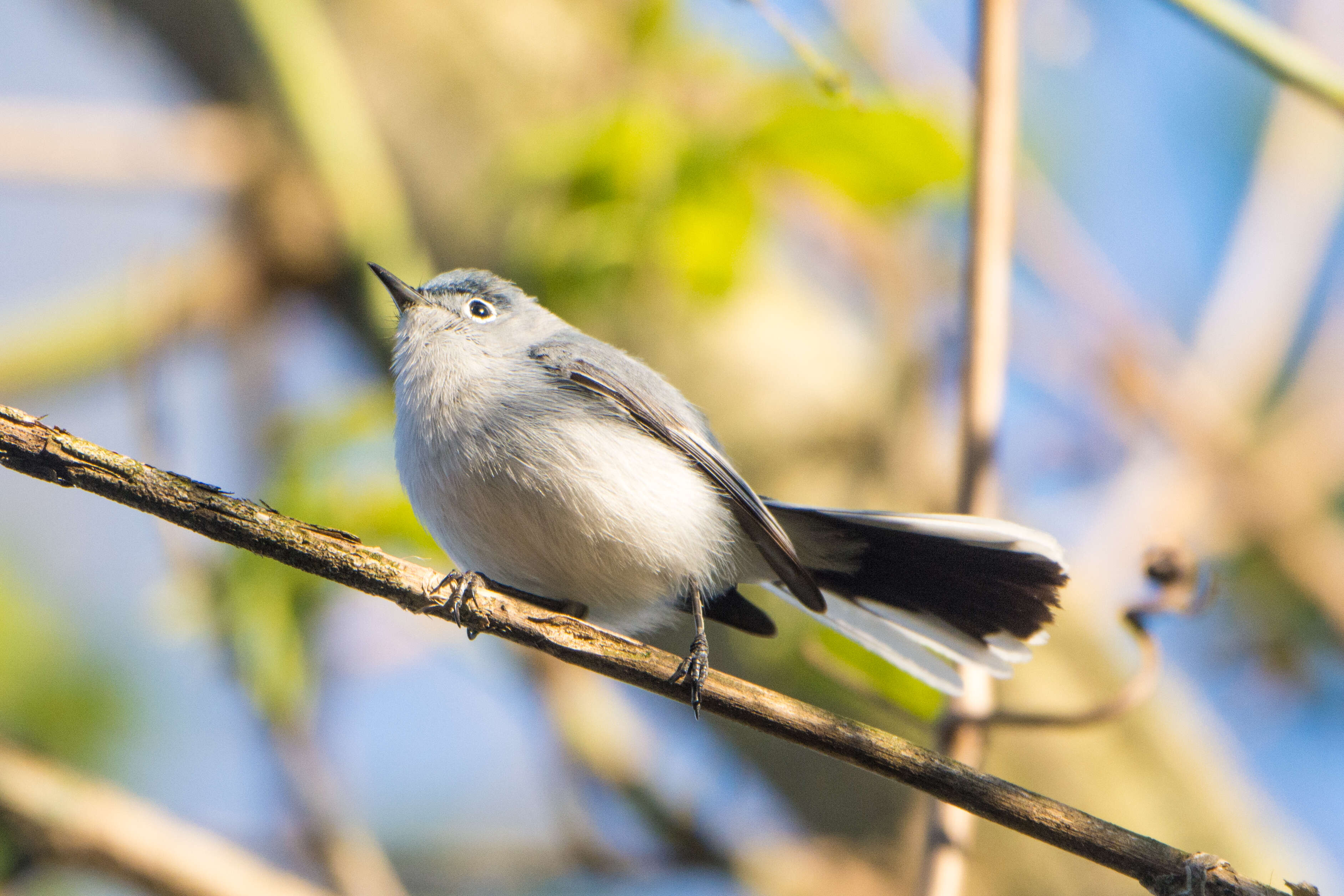 Image of gnatcatchers