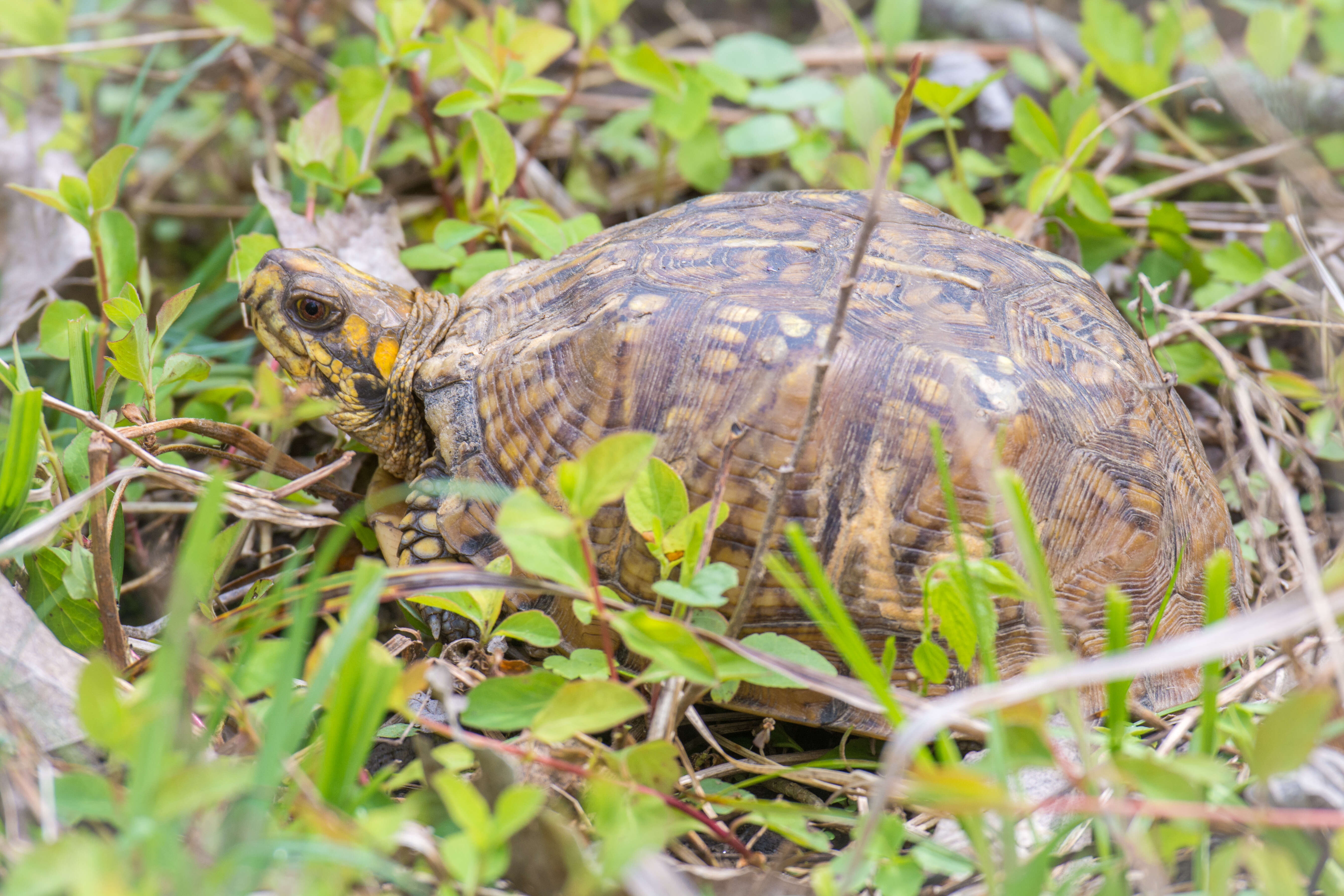 Image of Eastern box turtle