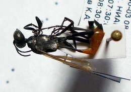 Image of Ammophila terminata F. Smith 1856