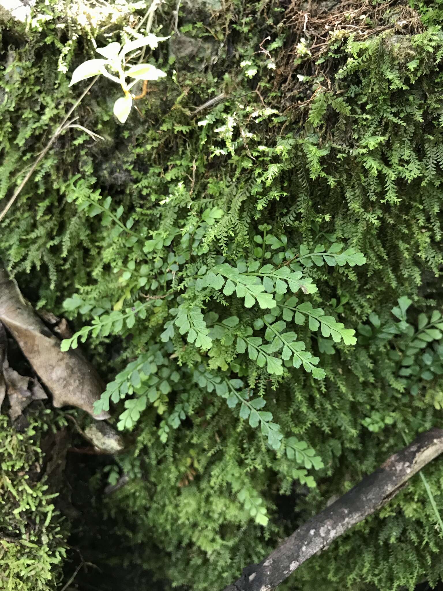 Image of Asplenium dentatum L.