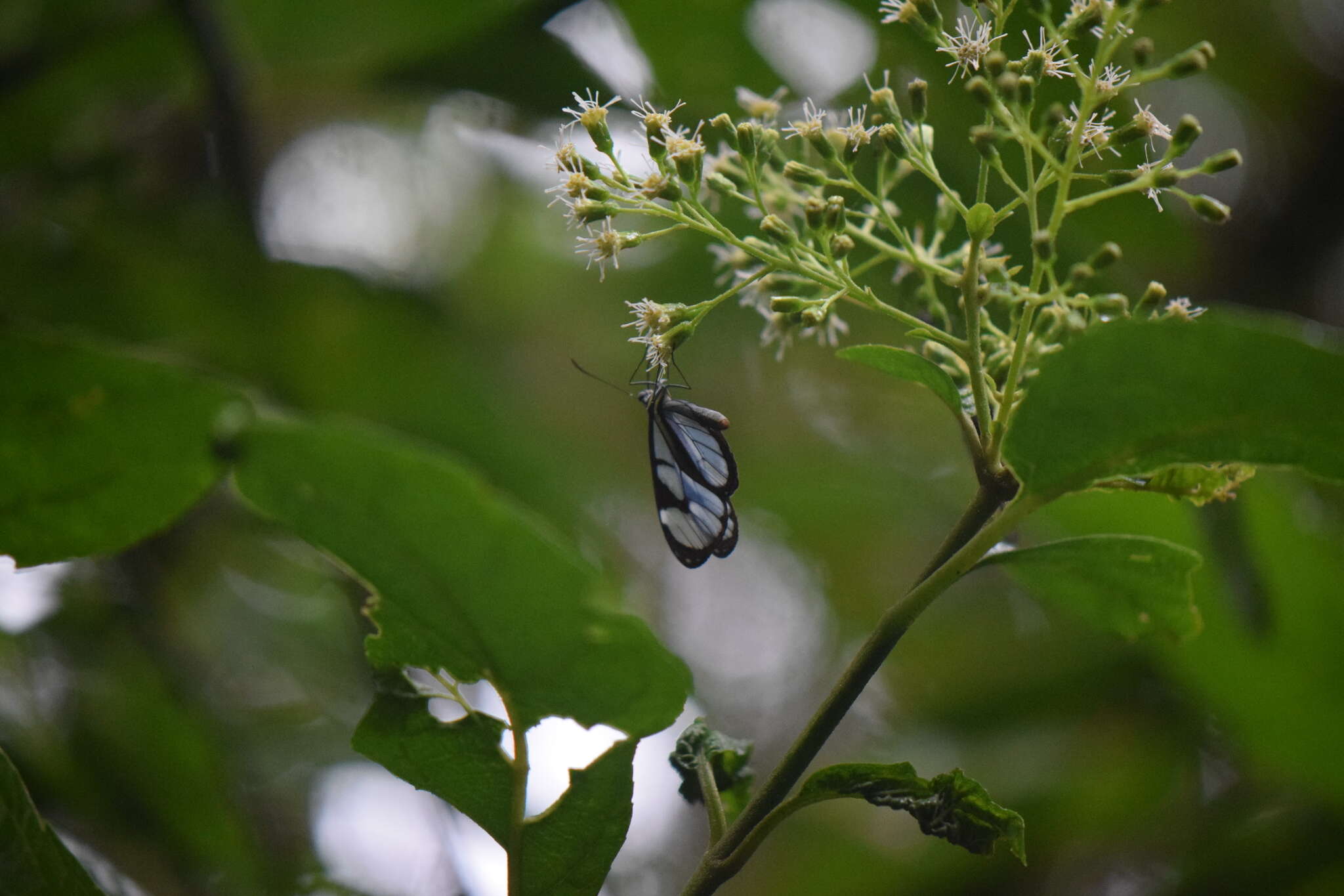 Imagem de Ithomia diasia Hewitson 1854