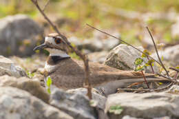 Image of Killdeer