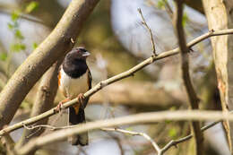 Image of Eastern Towhee