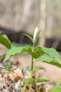 Image of White trillium