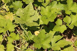 Cucurbita melopepo subsp. texana (Scheele) G. L. Nesom resmi