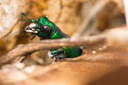 Imagem de Cicindela (Cicindela) sexguttata Fabricius 1775