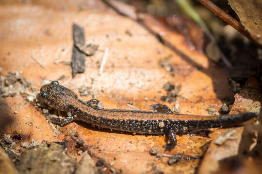 Plethodon cinereus (Green 1818) resmi