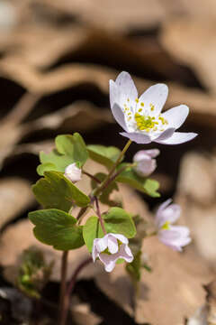 Image of Rue-Anemone