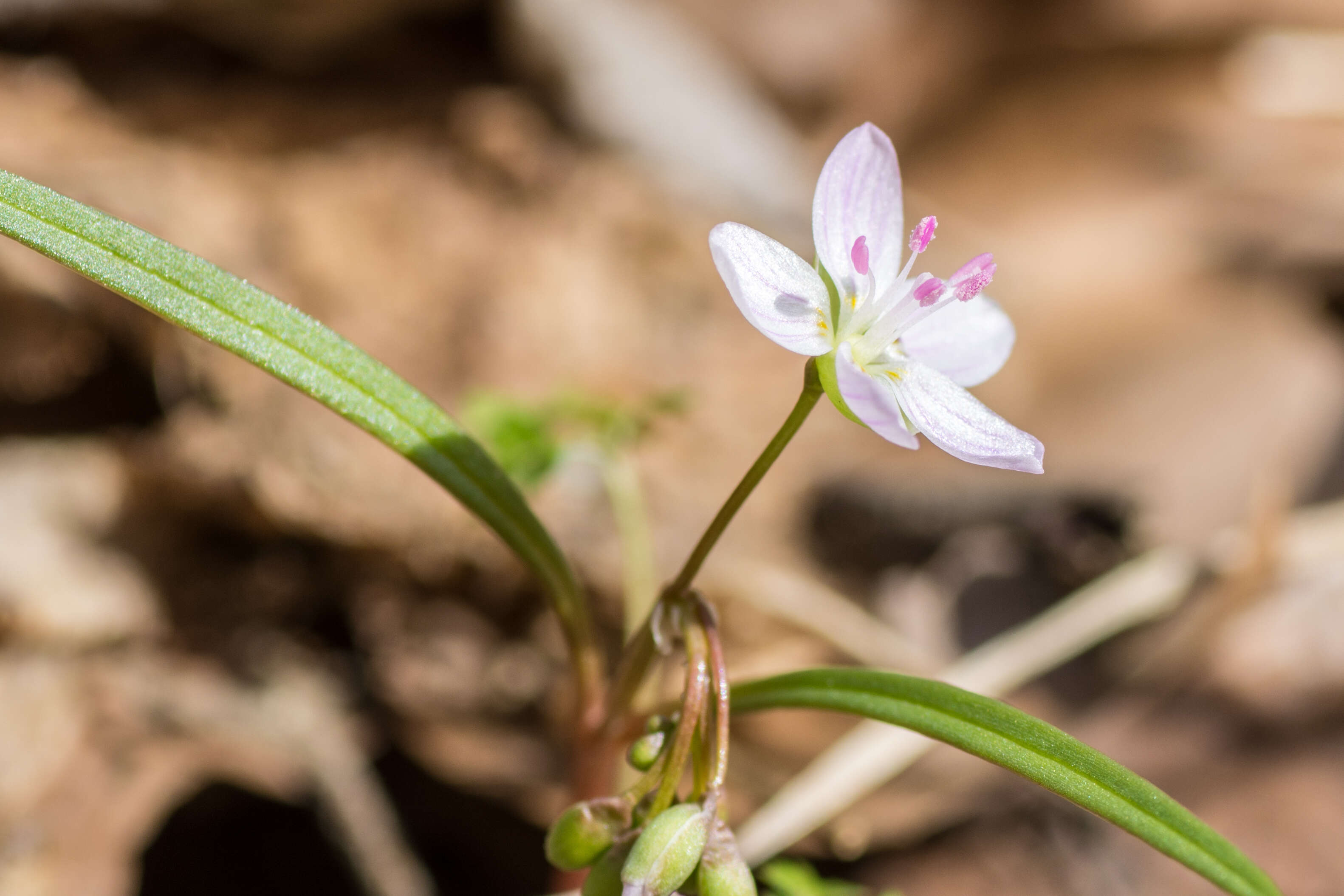 Image of Virginia springbeauty