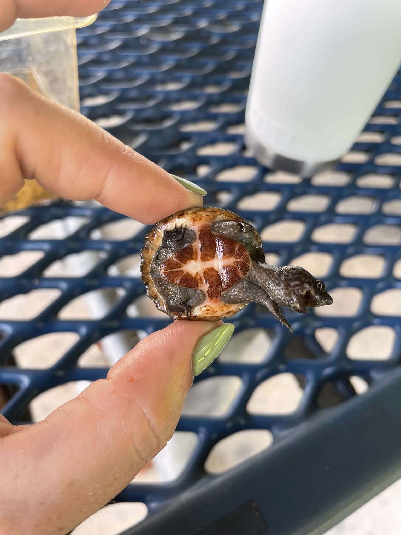 Image of Sternotherus intermedius (Scott, Glenn & Rissler 2017)