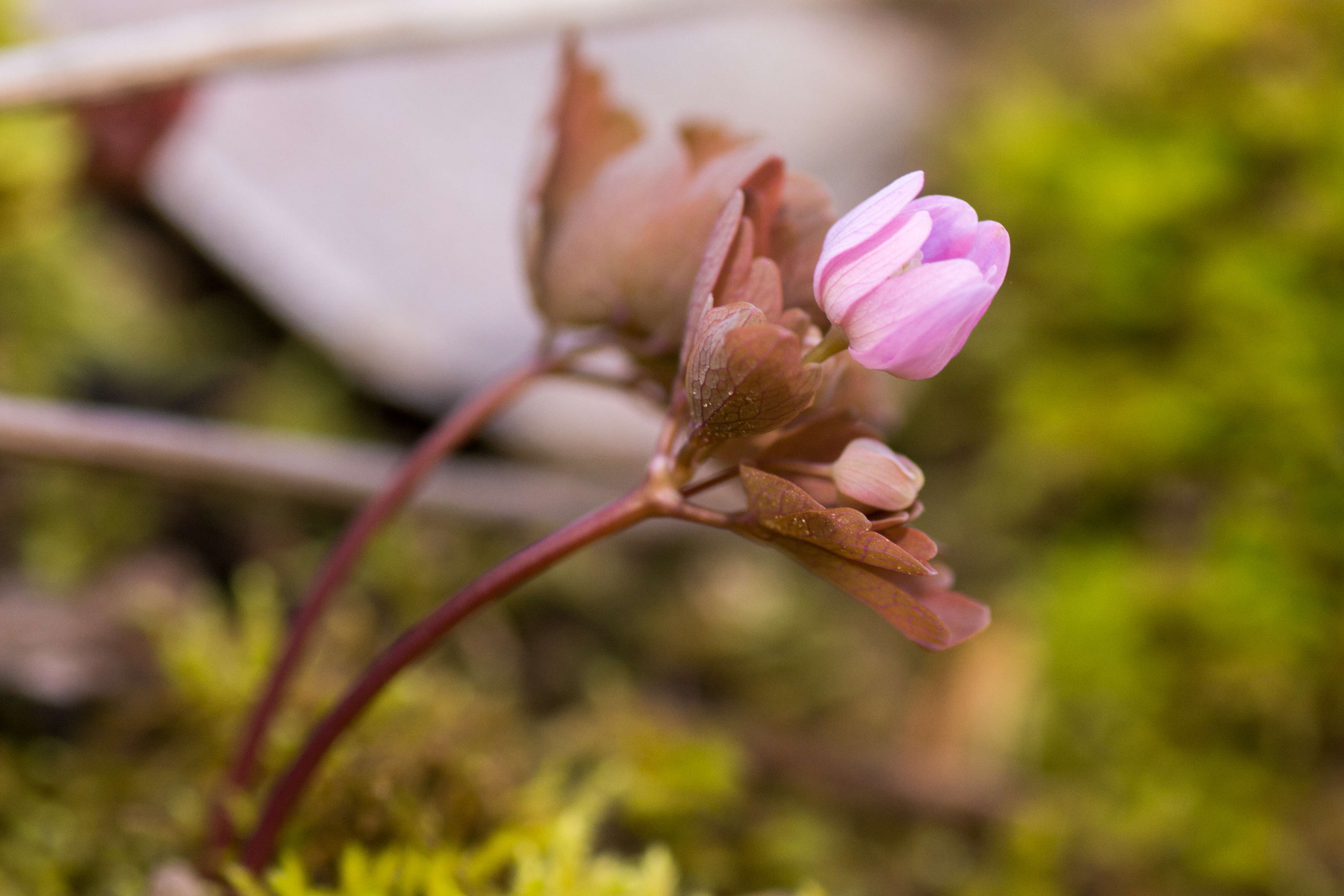 Image of Rue-Anemone