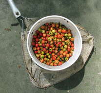 Crataegus opaca Hook. & Arn. ex Hook. resmi