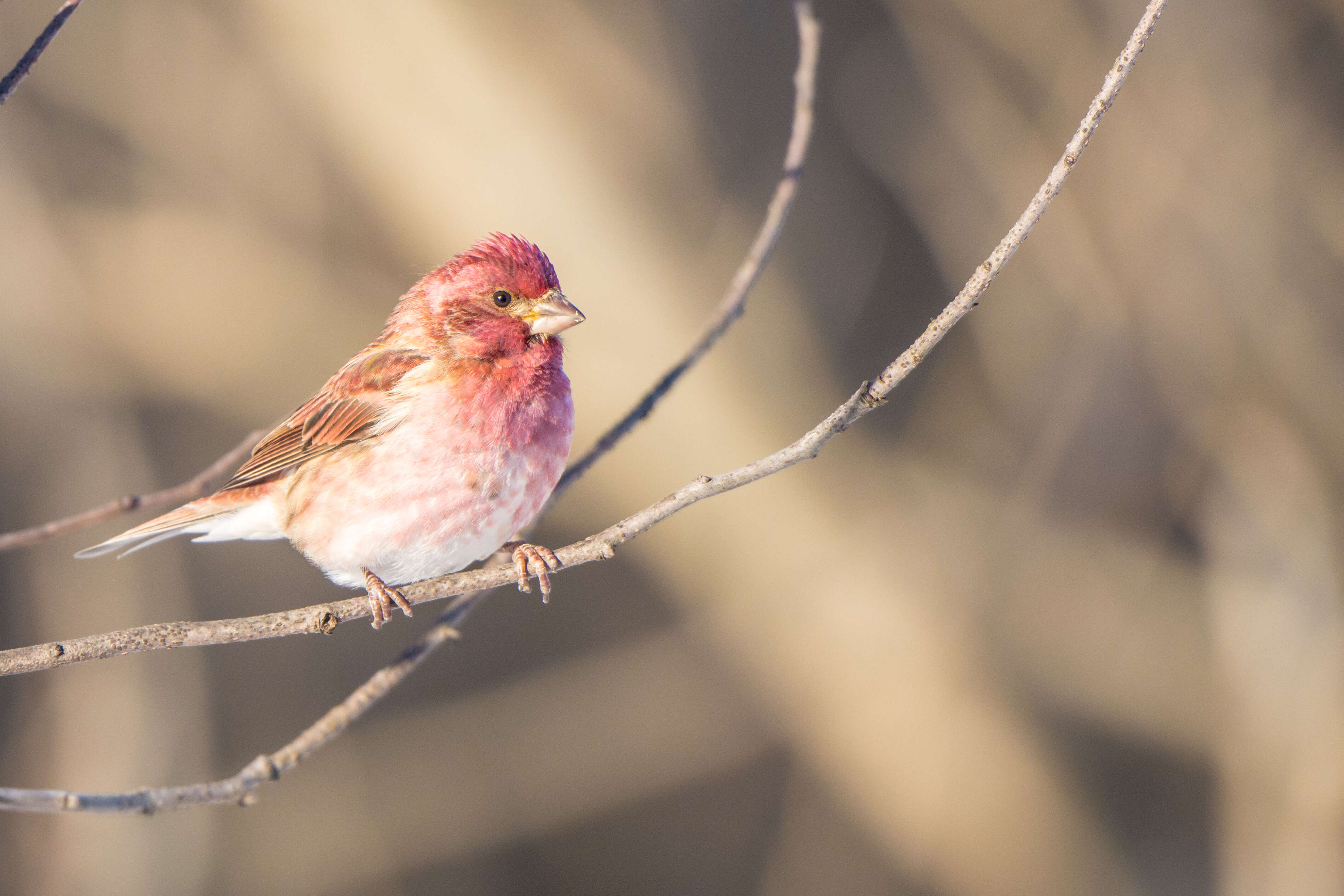 Image of Purple Finch