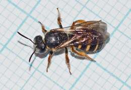 Lasioglossum bicingulatum (Smith 1853)的圖片