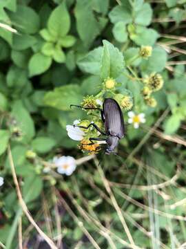 Image of Andocamaria Masumoto 1993