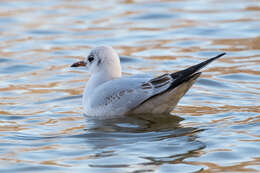 Image of Black-headed Gull