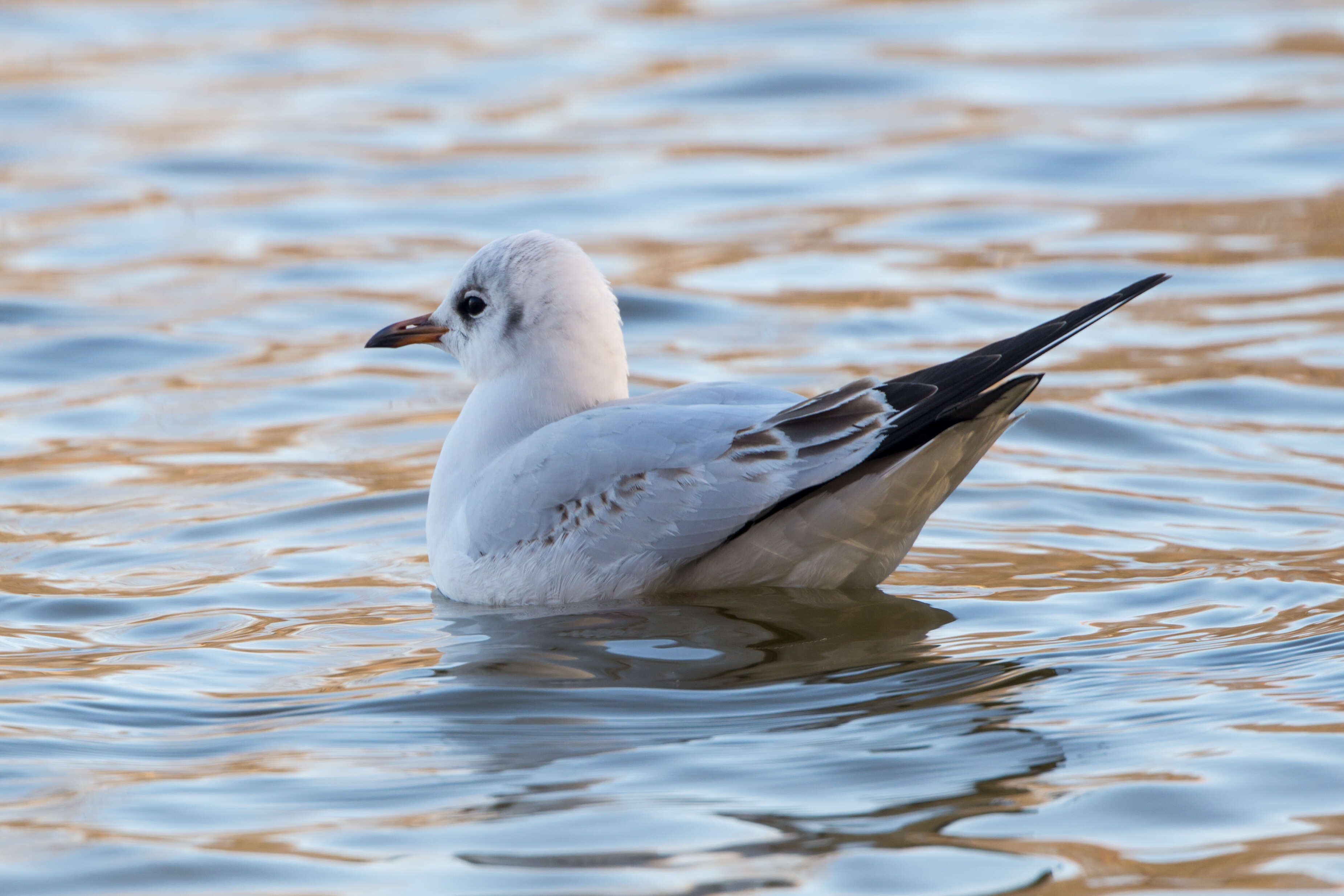 Image of Black-headed Gull