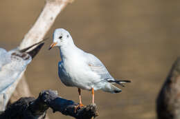 Image of Black-headed Gull