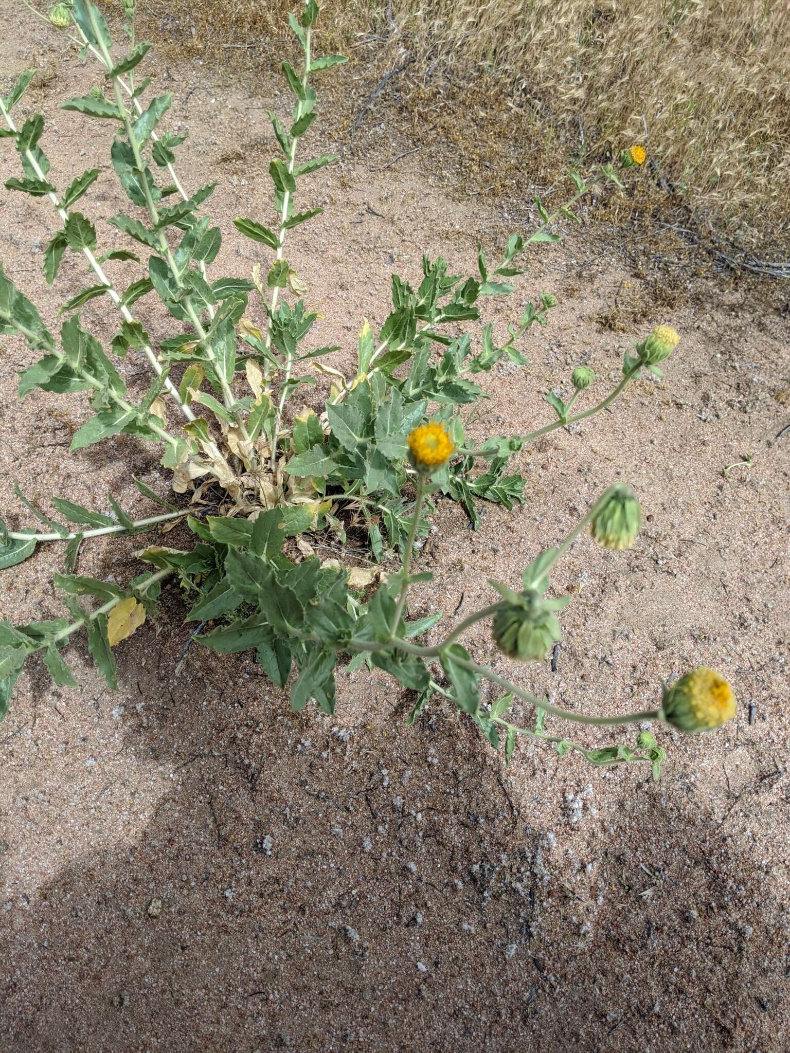 Plancia ëd Geraea viscida (A. Gray) Blake