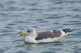 Image of Lesser Black-backed Gull