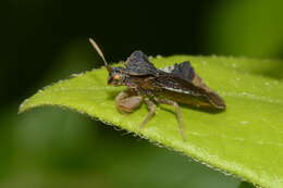 Image of Phymata crassipes (Fabricius 1775)