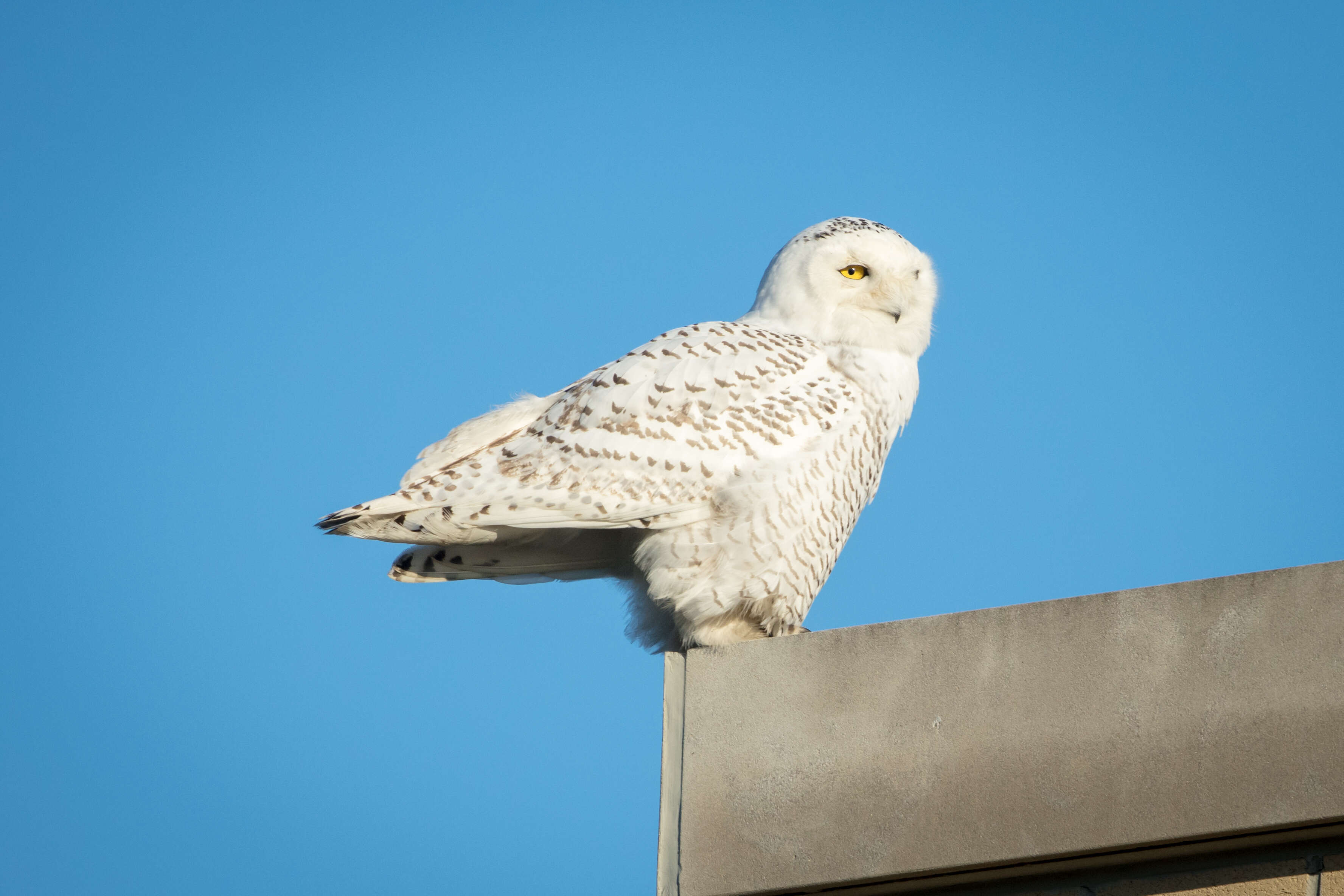 Image of Snowy Owl