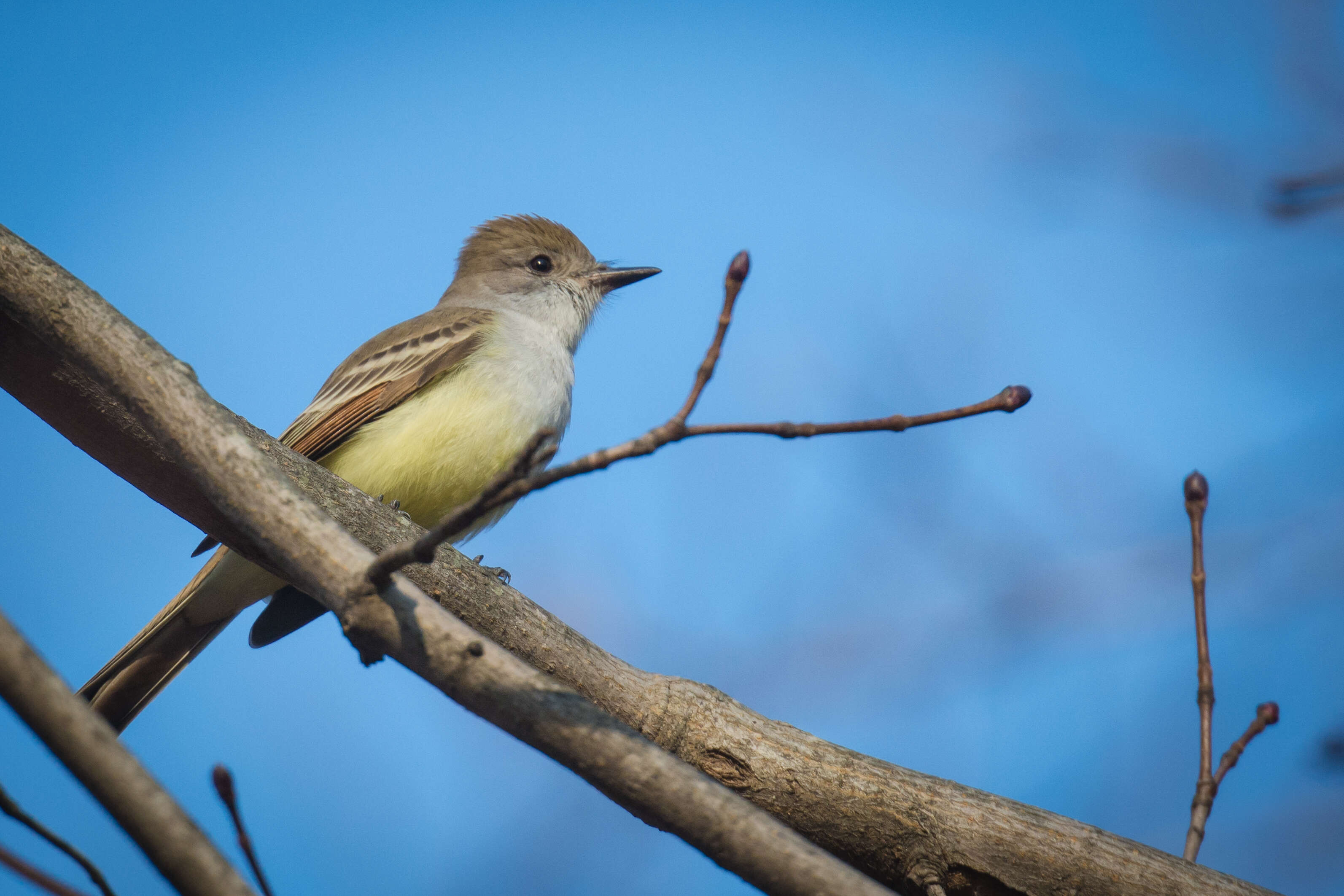 Image of Ash-throated Flycatcher