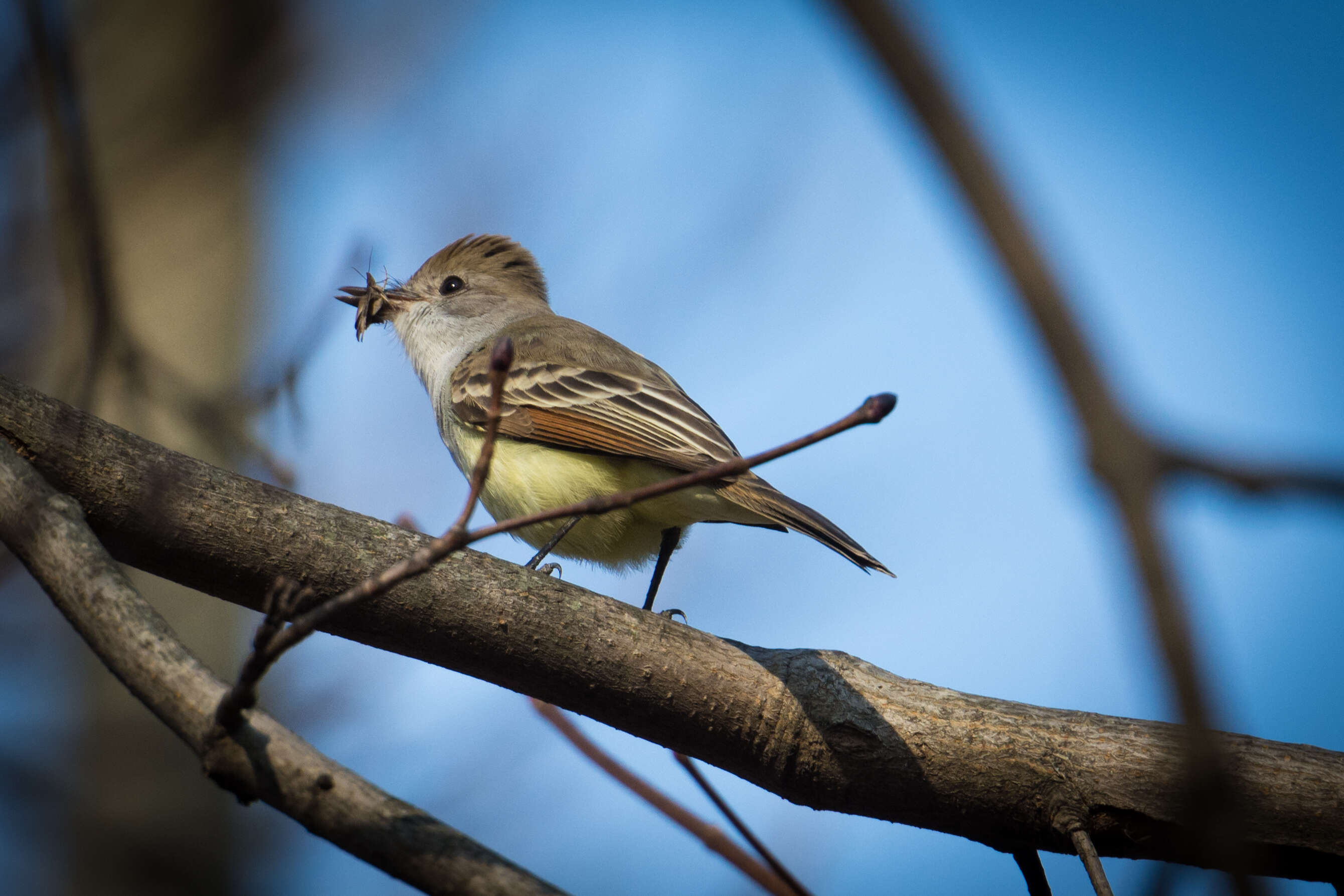 Image of Ash-throated Flycatcher