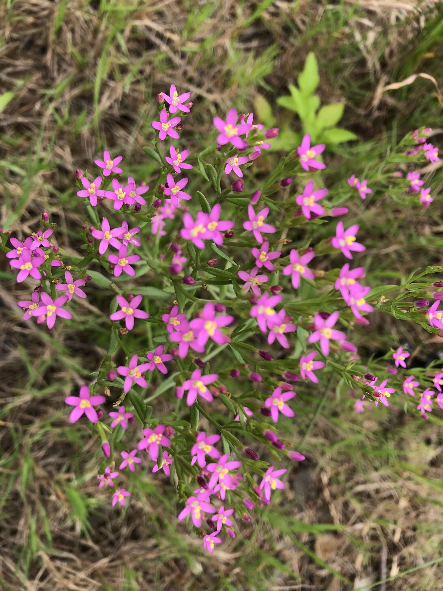 Image of Centaurium pulchellum var. altaicum (Griseb.) Kitagawa & H. Hara