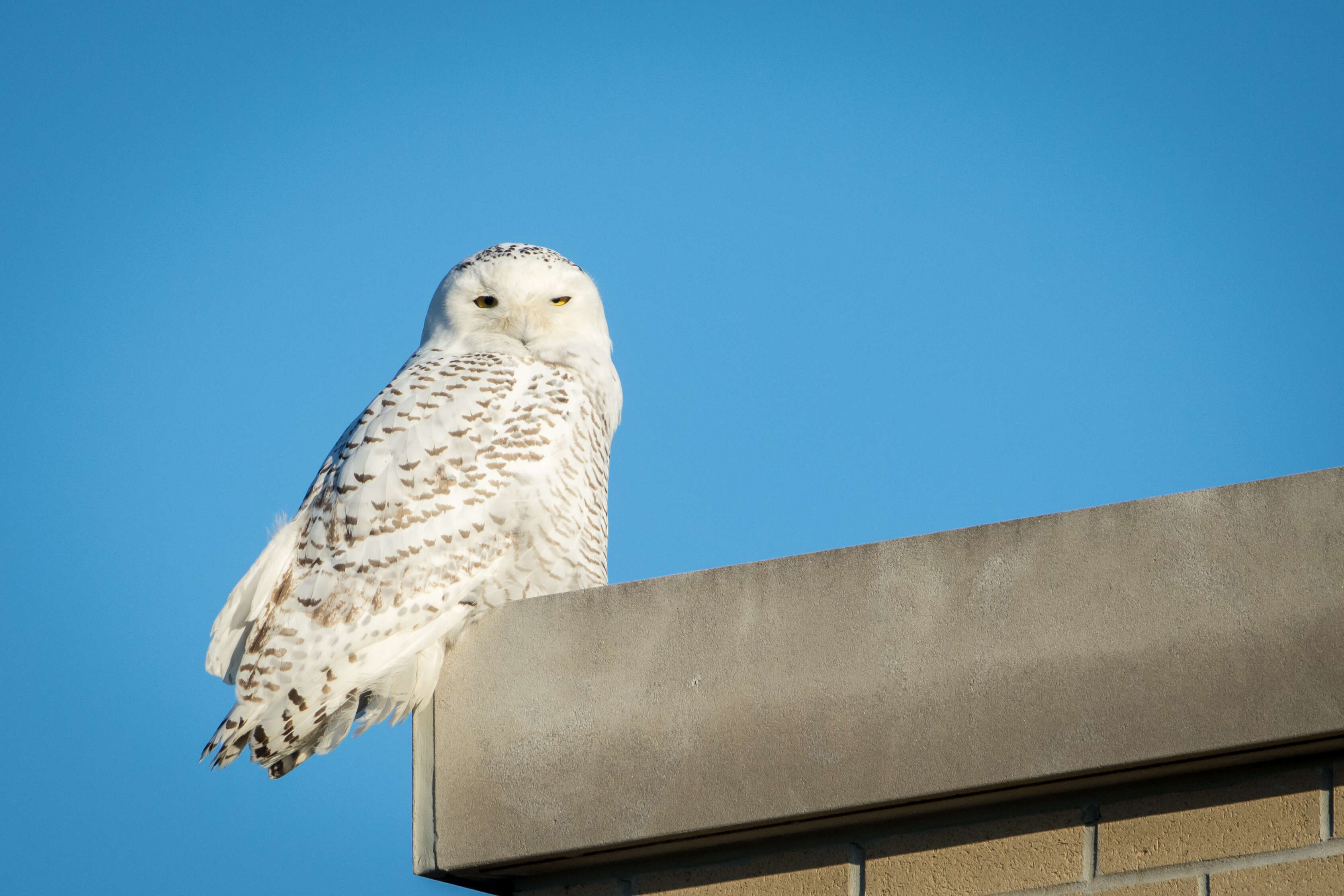 Image of Snowy Owl