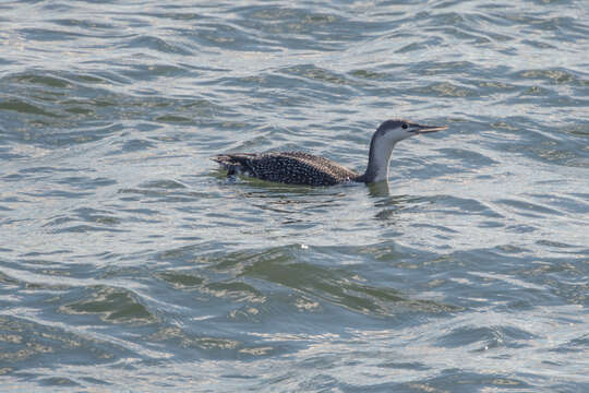 Image of Red-throated Diver