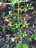 Image of California bee plant