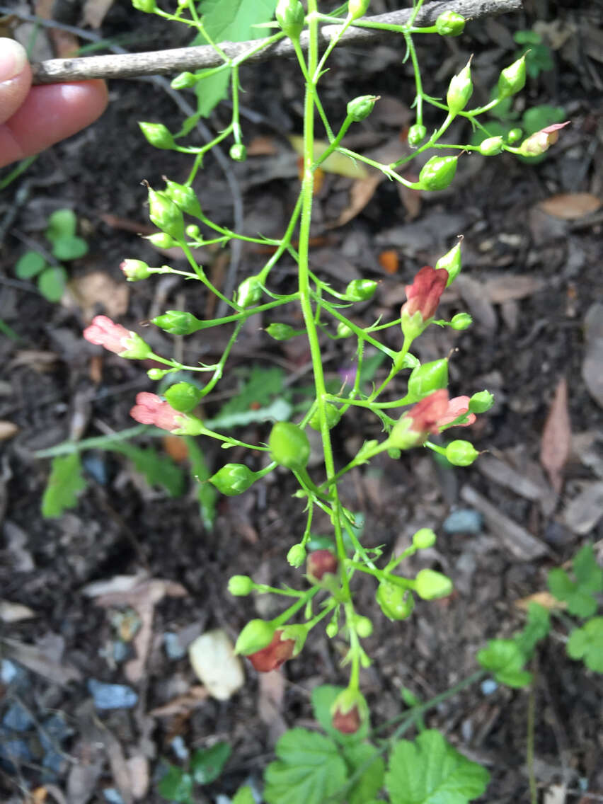 Image of California bee plant