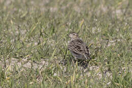 Image of Skylark